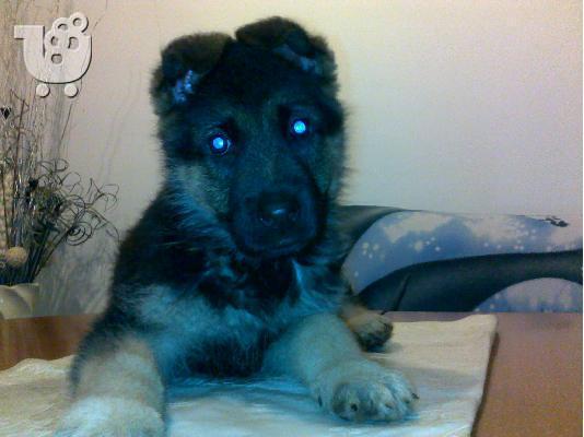 Γερμανικός Ποιμενικός – 380 euro